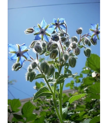 Borage 100 grams