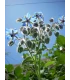 Borage 100 grams