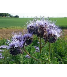 Phacelia