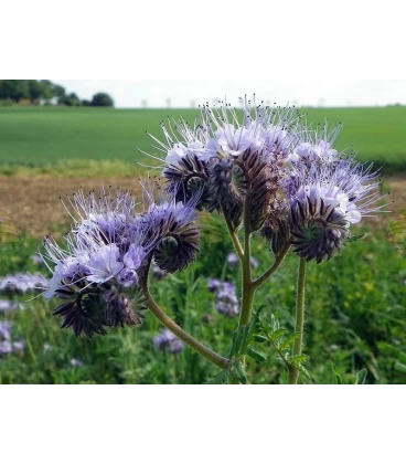 Phacelia