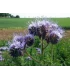 Phacelia