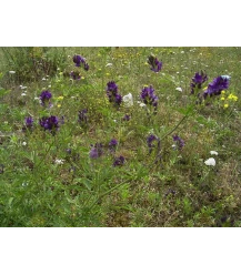 Trifoglio dell'erba medica (Medicago sativa)