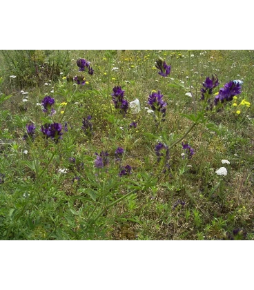 Lucerne clover (Medicago sativa)