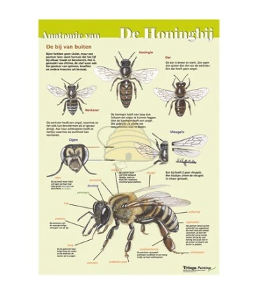 Anatomy of the honey bee externally, A4 card