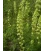 Reseda 1 gram