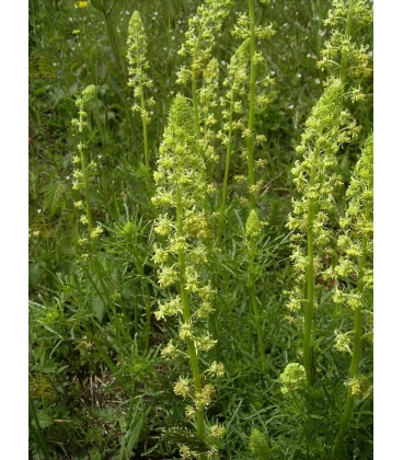 Reseda 1 gramo