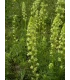 Reseda 10 gram