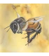 Postcard large honey bee yellow