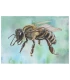 Postcard side view honey bee blue