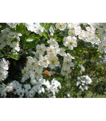 Postcards with bees, set