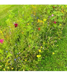 Zeeland flower mixture