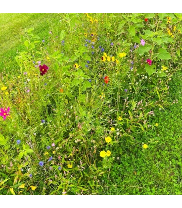 Zeeuws bloemenmengsel