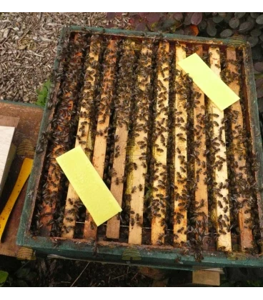 Thymovar tegen Varroa