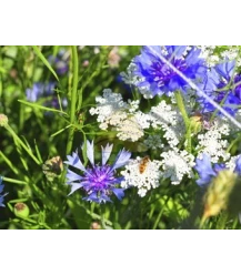 Tübinger biologisch bloemenmengsel