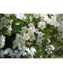 Postcard blossom with honey bee