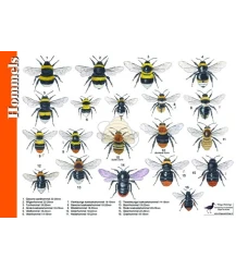 Bumblebees 'search card' A4