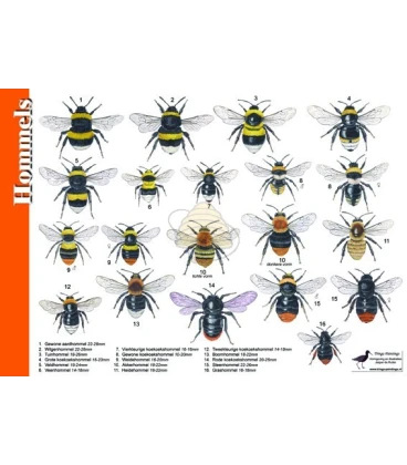 Bumblebees 'search card' A4