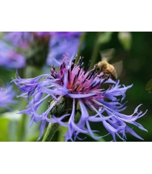 Ansichtkaart korenbloem met honingbij