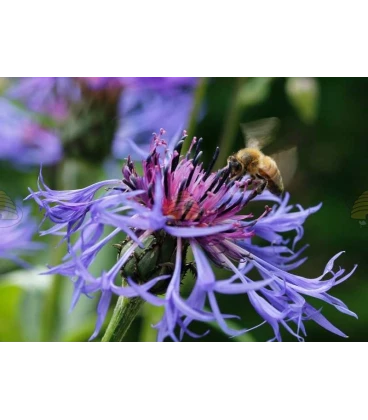 Ansichtkaart korenbloem met honingbij