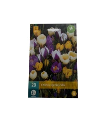 Crocus kleuren mix, 20 bloembollen