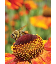 Postcard of honey bee on sunflower