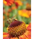 Postcard of honey bee on sunflower