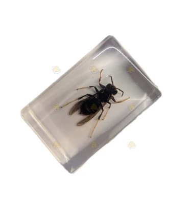 Educatief model Aziatische hoornaar (Vespa velutina) BeeFun®